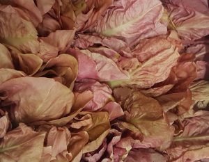 radicchio-rosa-verona